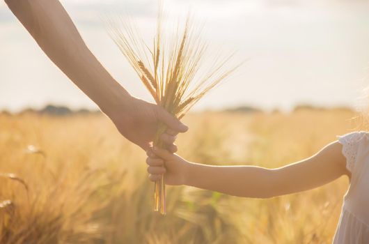 the hand of child and father on wheat field.
