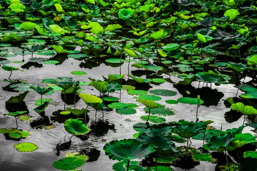 Lotus leaves and pond. Shooting Location: Kamakura City, Kanagawa Prefecture