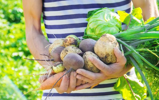 organic homemade vegetables in the hands of men. food.