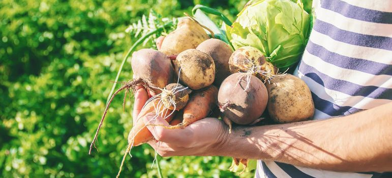 organic homemade vegetables in the hands of men. food.