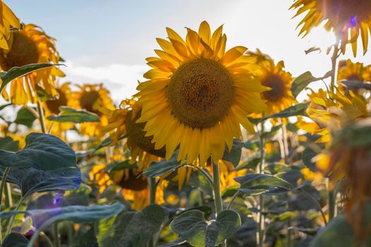 A beautiful sunflower on a natural background in the rays of the setting sun. Selective focus. High quality photos