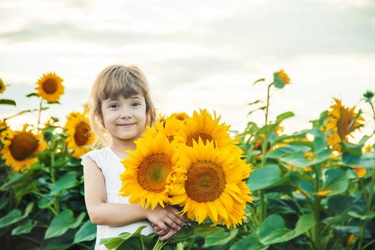 child in the field of sunflowers is a small farmer. selective focus.