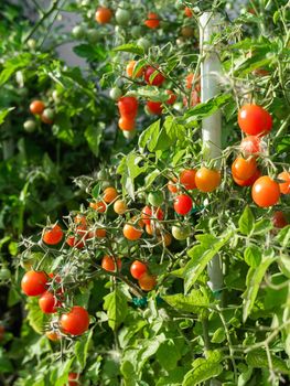 Ripe tomato plant growing. Fresh bunch of red natural tomatoes on a branch in organic vegetable garden