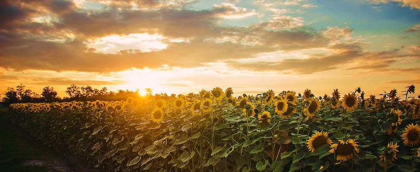 field of flowering sunflowers. selective focus. nature