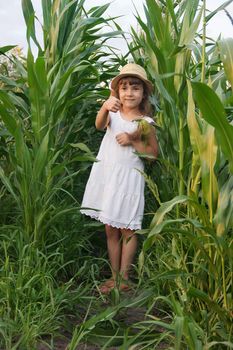 child in the field of corn. a small farmer. selective focus.
