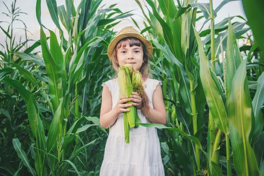 child in the field of corn. a small farmer. selective focus.