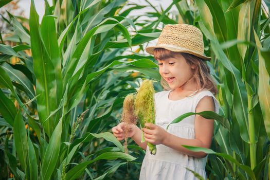 child in the field of corn. a small farmer. selective focus.