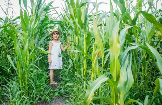child in the field of corn. a small farmer. selective focus.