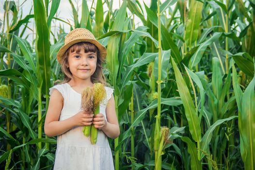 child in the field of corn. a small farmer. selective focus.