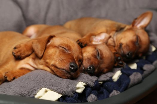 Three brown puppies are sleeping on a litter, small, purebred dogs are resting. Taking care of pets. Mini pinscher. Close-up.