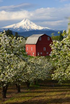 red barn in a farm with mountain