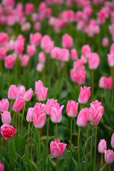 pink tulip from a farm in washington