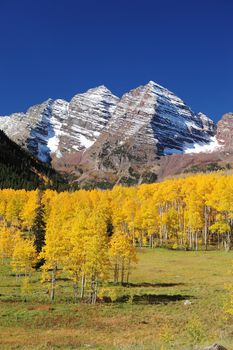 snow mountain in colorado with yellow aspen tree in autumna