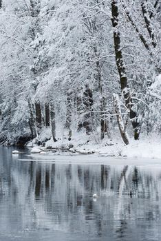 Snow covered tree in yosemite with reflection