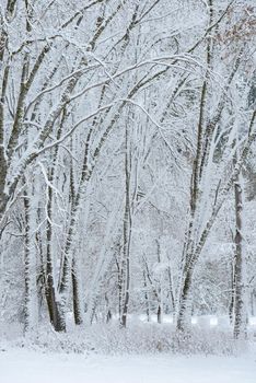 Snow covered tree in yosemite