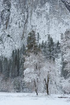 Snow covered tree in yosemite