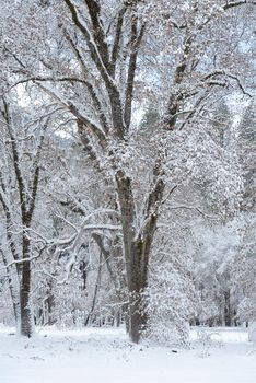 Snow covered tree in yosemite