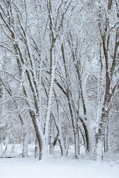 Snow covered tree in yosemite