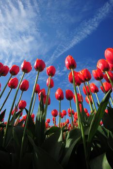 tulip flower with blue sky from washington