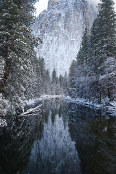 Snow covered tree in yosemite with reflection