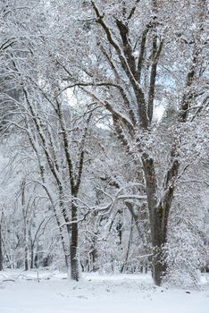 Snow covered tree in yosemite