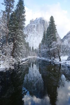Snow covered tree in yosemite with reflection