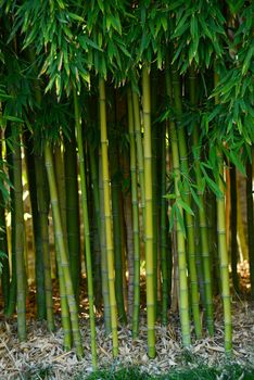 bamboo tree grove