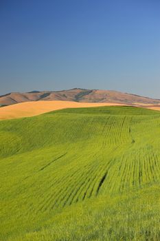 wheat farm hill in washington