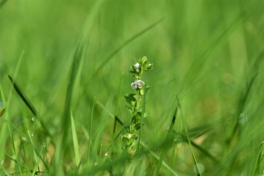 Little purple and white flower in the lawn between the grasses