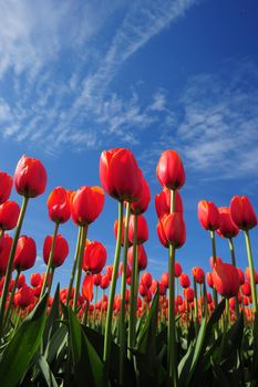 tulip flower with blue sky from washington