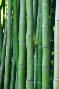 bamboo tree from Huntington garden in Los Angeles