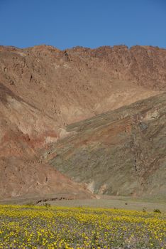 death valley wildflower super bloom