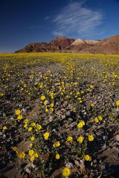 death valley wildflower super bloom