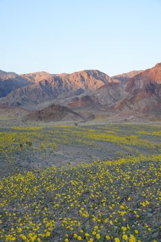 death valley wildflower super bloom