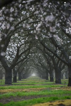 almond farm flower blooming in california