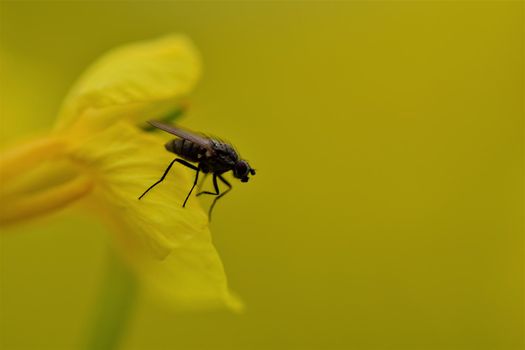 One black fly on a yellow rapeseed flower