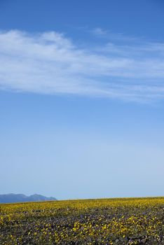 death valley wildflower super bloom