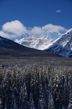 snow capped mountain in winter at canadian rockies