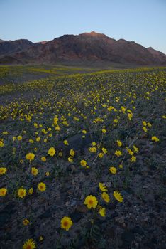 death valley wildflower super bloom