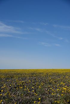 death valley wildflower super bloom