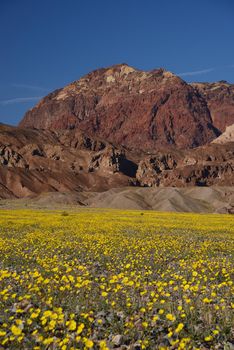 death valley wildflower super bloom