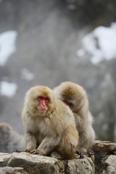 snow monkey with hot springs in nagano