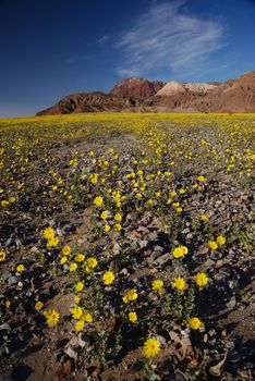 death valley wildflower super bloom