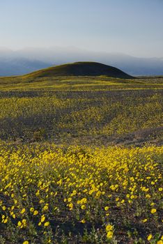 death valley wildflower super bloom