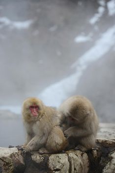 snow monkey with hot springs in nagano japan