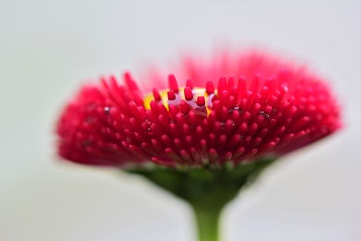 Pink daisy after rain as a close-up