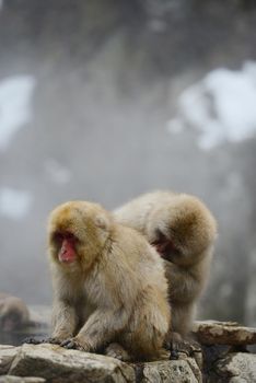 snow monkey with hot springs in nagano