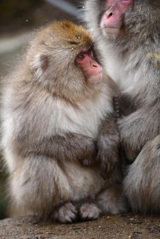 snow monkey with thick fur