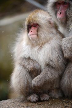 snow monkey with thick fur