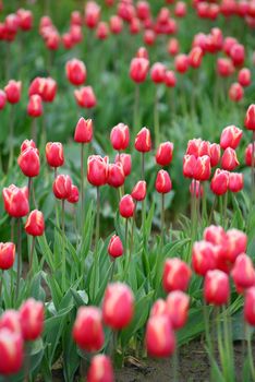 tulip field in washington